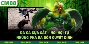 Đá Gà Cựa Sắt - Nơi Hội Tụ Những Pha Ra Đòn Quyết Định