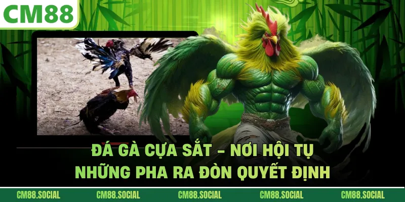 Đá Gà Cựa Sắt - Nơi Hội Tụ Những Pha Ra Đòn Quyết Định