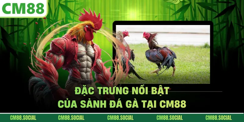Đặc trưng nổi bật của sảnh đá gà tại CM88
