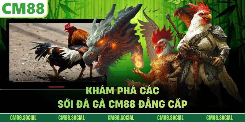 Khám phá các sới đá gà CM88 đẳng cấp 