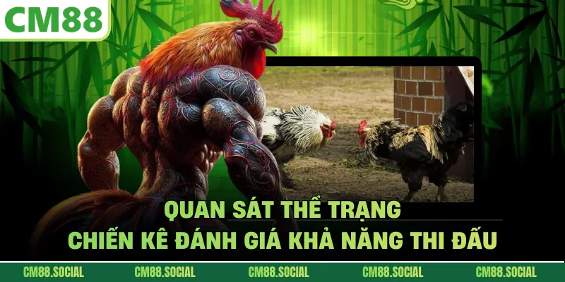 Quan sát thể trạng chiến kê đánh giá khả năng thi đấu