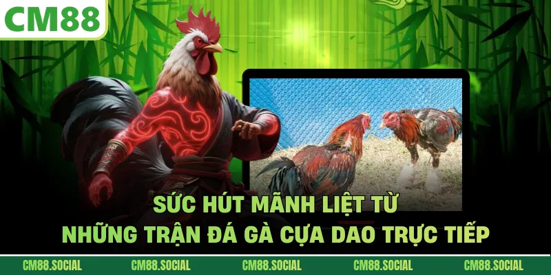 Sức hút mãnh liệt từ những trận đá gà cựa dao trực tiếp