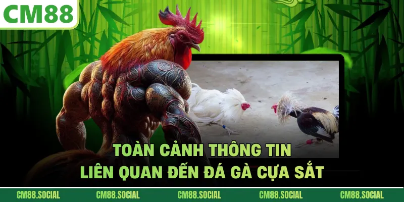 Toàn cảnh thông tin liên quan đến đá gà cựa sắt